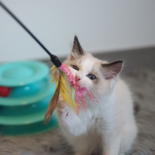 The Joy of Bonding with Your Cat through Playtime